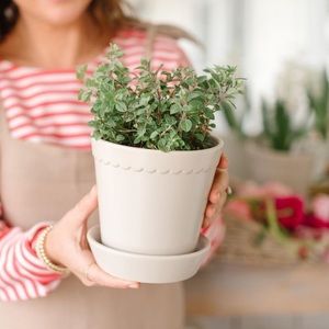 Jillian HarrisXHudson Oak Summer Scallop Planter & Camilia Living Flower Snips